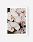 Orchid Study 3 - Blush