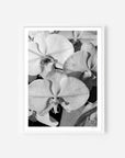 Orchid Study 1 - B&W