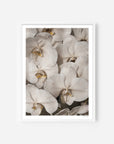 Orchid Study 2 - Ash