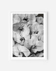 Orchid Study 2 - B&W