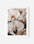 Orchid Study 1 - Caramel