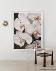 Orchid Study 3 - Blush