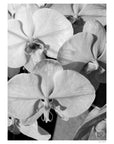 Orchid Study 1 - B&W