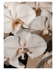 Orchid Study 1 - Caramel