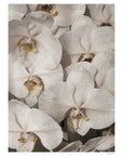Orchid Study 2 - Ash