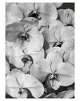 Orchid Study 2 - B&W