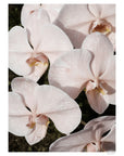 Orchid Study 3 - Blush