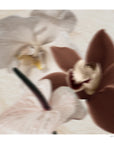 Vanilla