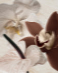Vanilla