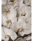Orchid Study 2 - Ash