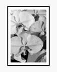 Orchid Study 1 - B&W