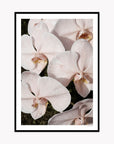 Orchid Study 3 - Blush