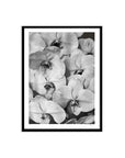Orchid Study 2 - B&W