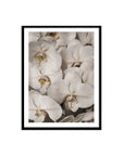 Orchid Study 2 - Ash