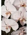 Orchid Study 3 - Blush