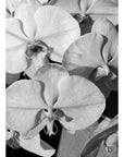 Orchid Study 1 - B&W