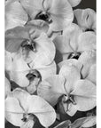Orchid Study 2 - B&W