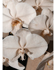 Orchid Study 1 - Caramel