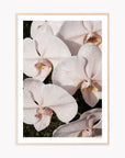 Orchid Study 3 - Blush