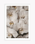 Orchid Study 2 - Ash