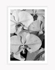 Orchid Study 1 - B&W