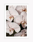 Orchid Study 3 - Blush