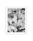Orchid Study 2 - B&W