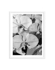 Orchid Study 1 - B&W
