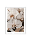 Orchid Study 1 - Caramel