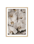 Orchid Study 2 - Ash