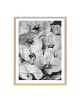 Orchid Study 2 - B&W