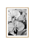 Orchid Study 1 - B&W