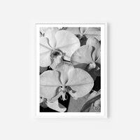 Orchid Study 1 - B&W