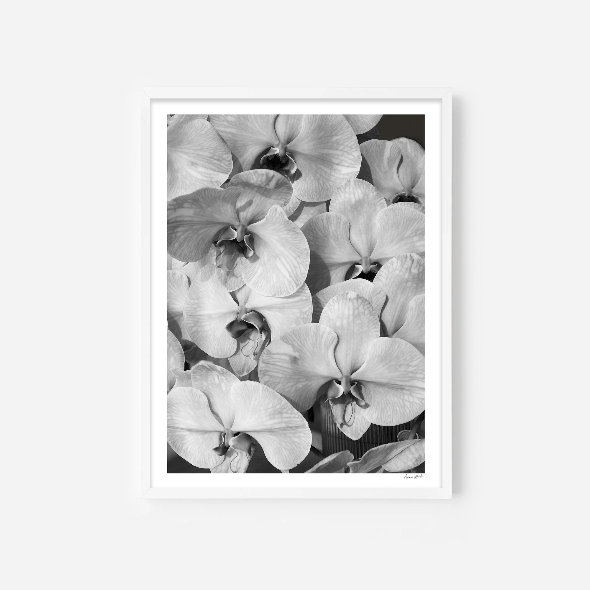 Orchid Study 2 - B&amp;W