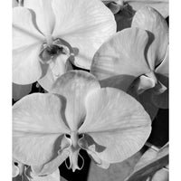 Orchid Study 1 - B&W