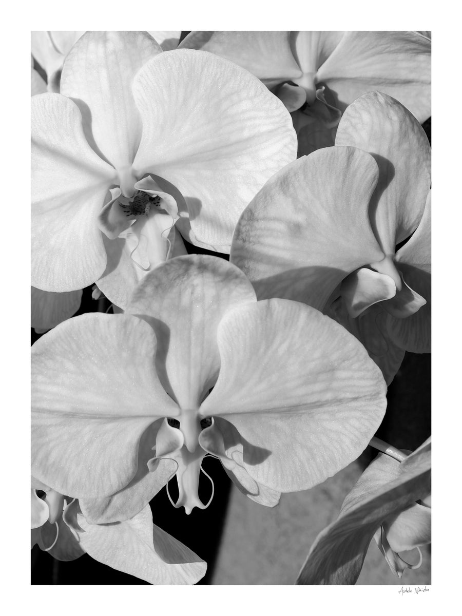 Orchid Study 1 - B&W