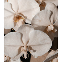 Orchid Study 1 - Caramel