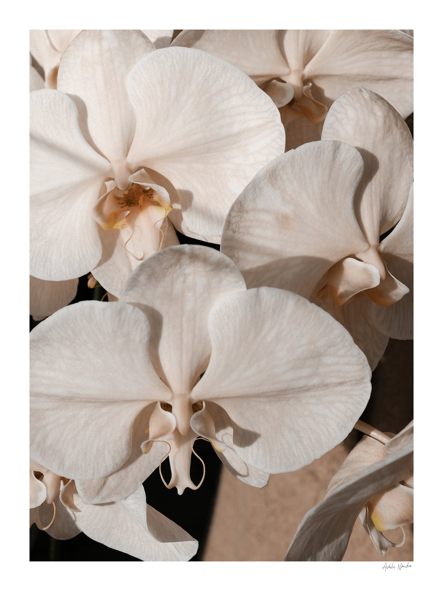 Orchid Study 1 - Caramel