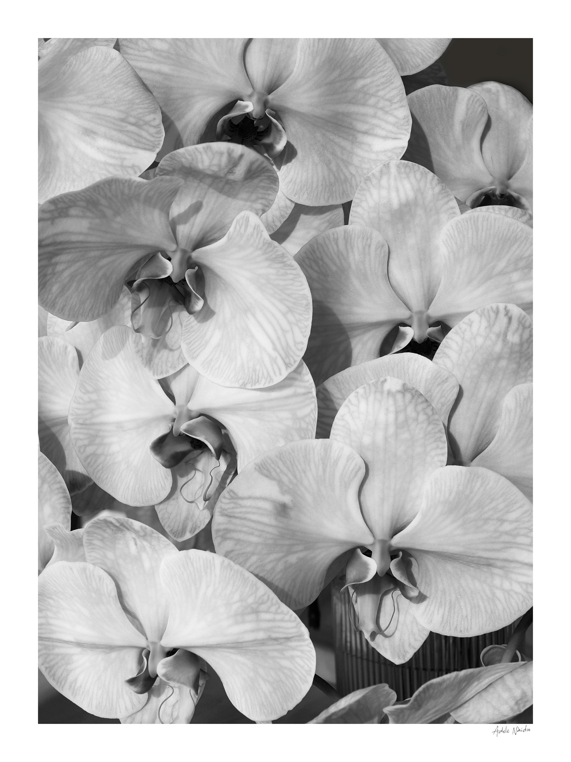 Orchid Study 2 - B&amp;W