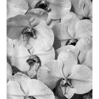 Orchid Study 2 - B&W