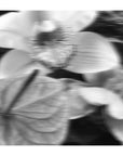Blurry Nights