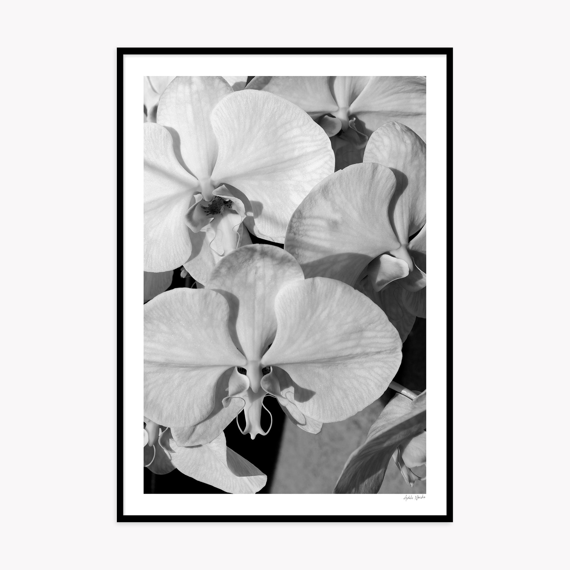 Orchid Study 1 - B&amp;W