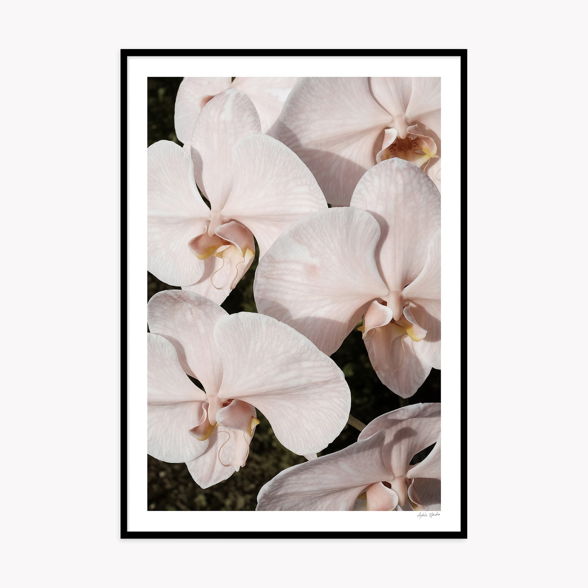 Orchid Study 3 - Blush