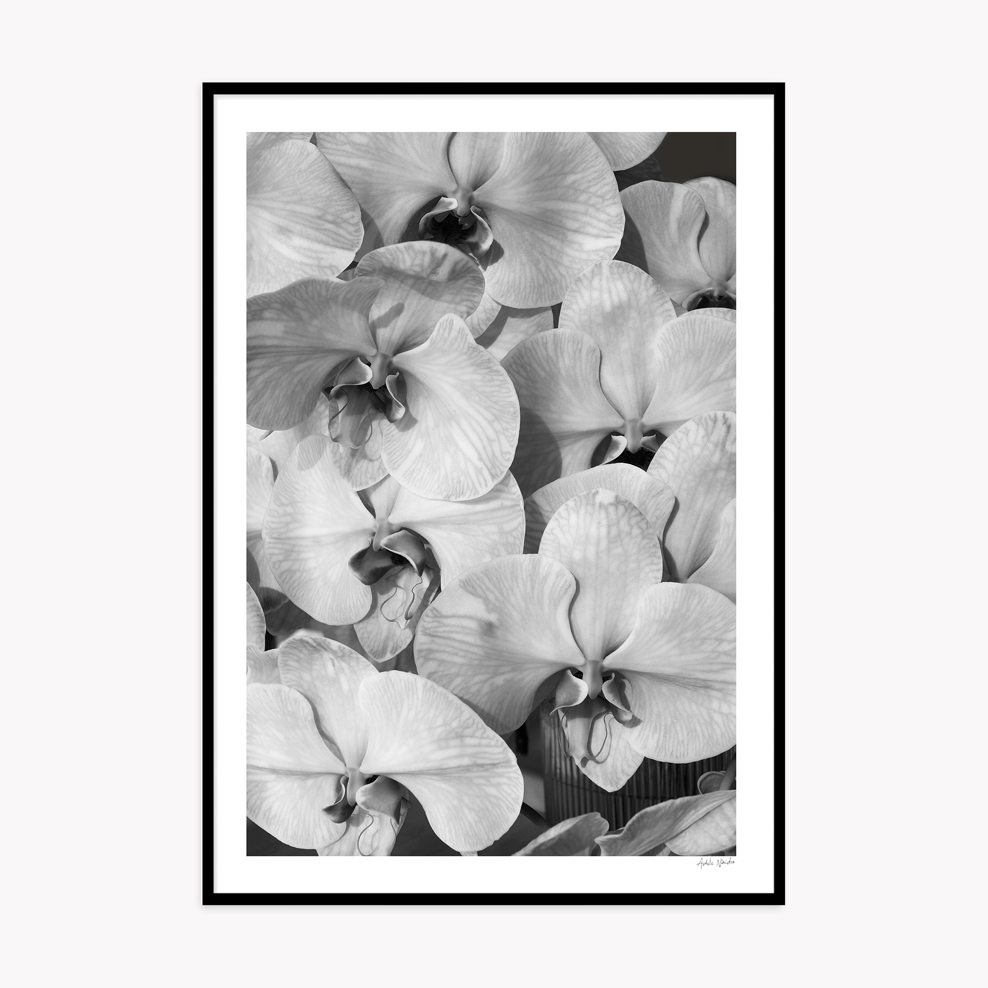 Orchid Study 2 - B&amp;W