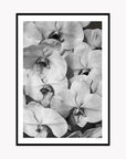Orchid Study 2 - B&W