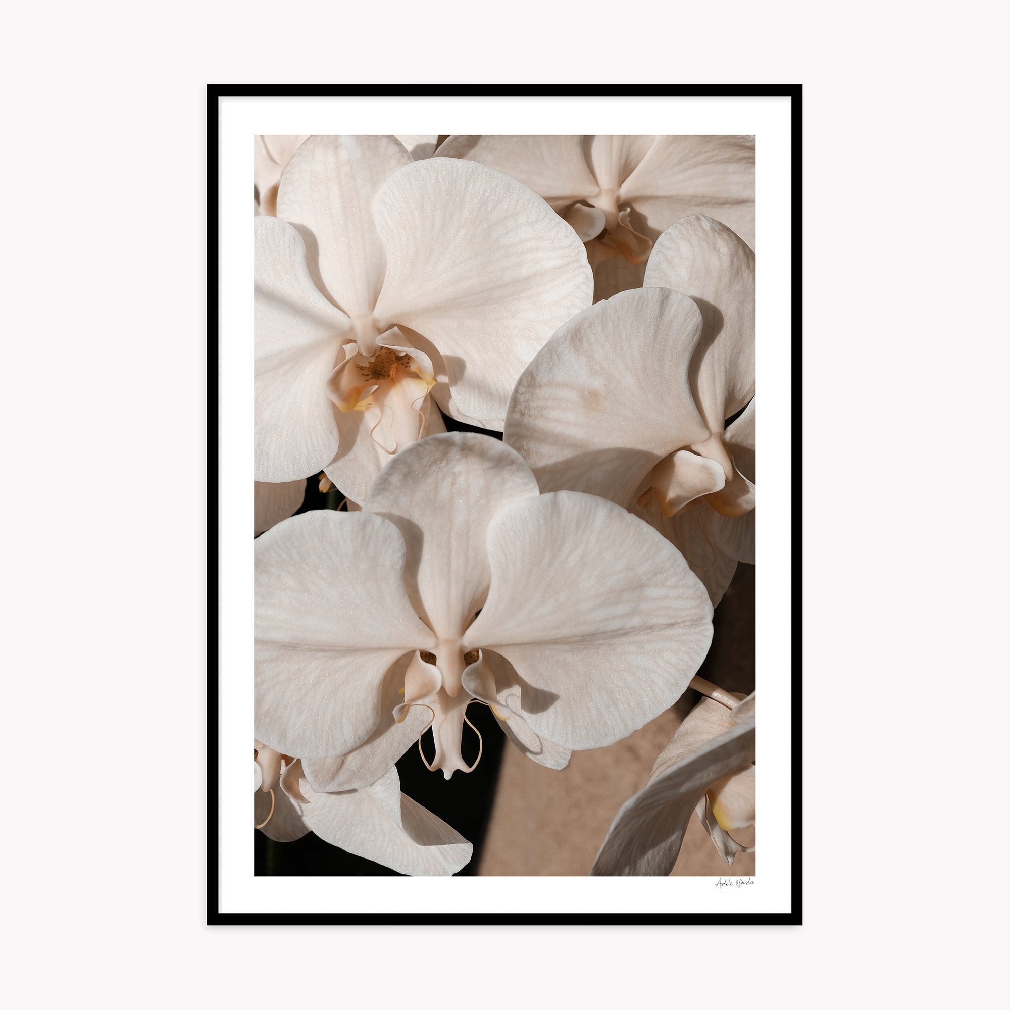 Orchid Study 1 - Caramel