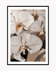 Orchid Study 1 - Caramel