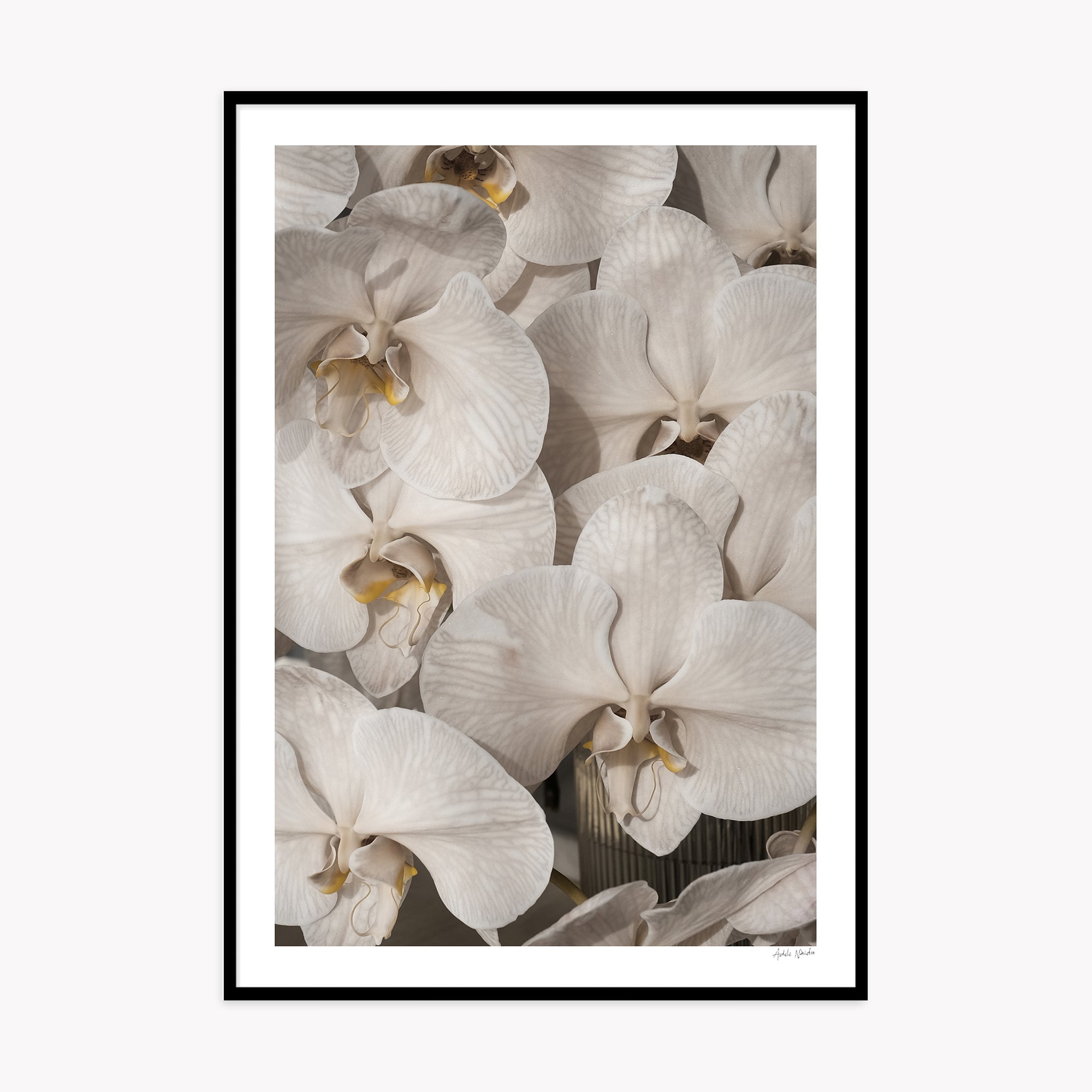 Orchid Study 2 - Ash