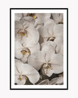 Orchid Study 2 - Ash