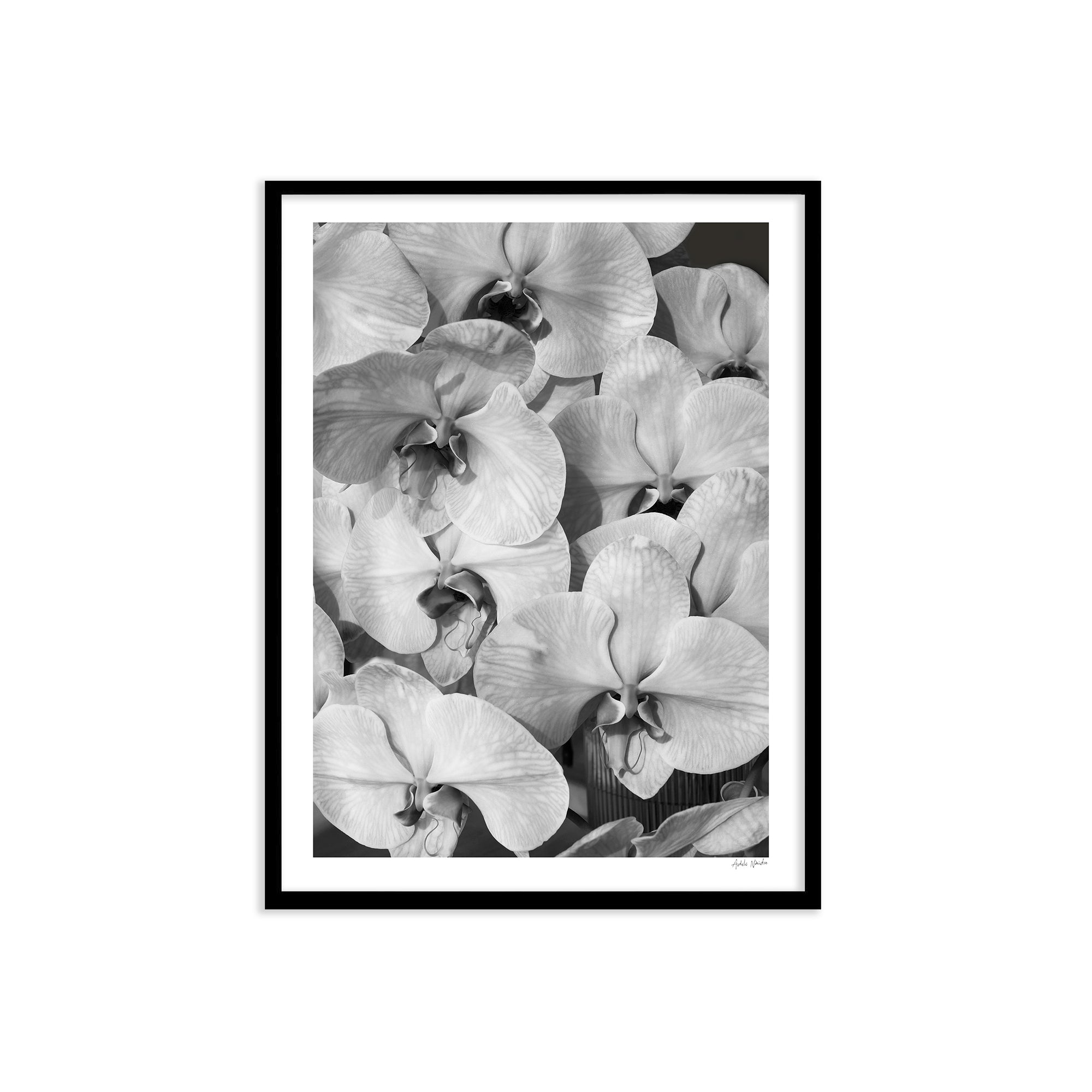 Orchid Study 2 - B&amp;W